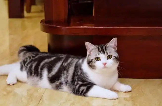 常见的美短猫毛色为银色虎斑,还有金色虎斑,橘色虎斑,渐层色等都是