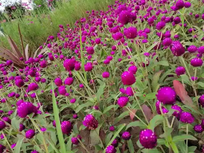 百日红图片大全(百日红的图片种植与功效)