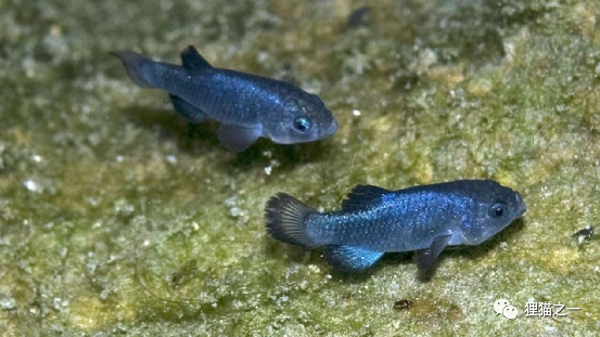 仅存136只世界上栖息地最小的鱼差点被醉汉灭族