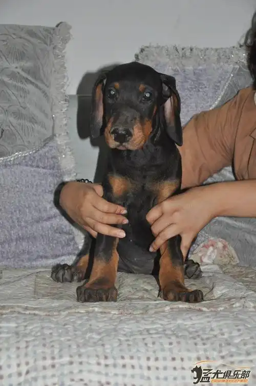 家养双血统小杜宾出售 - 杜宾犬交易 - 猛犬俱乐部-中国具有影响力的