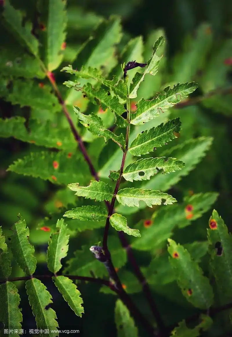 锯齿状的绿花楸树叶