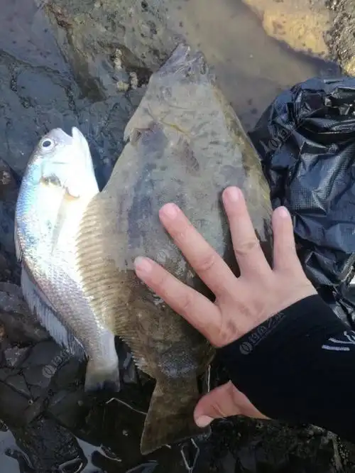 17年十一开始半月鱼货回味下