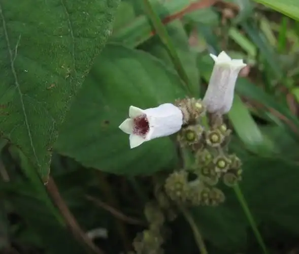 白毛鸡矢藤的功效作用白毛鸡矢藤的功能主治