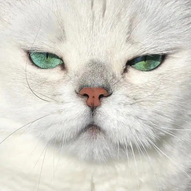 她的眼神透着七分凉薄三分桀骜还有一丝不屑.#萌宠出道计划 # - 抖音