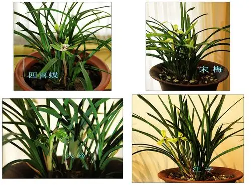 【紫翡】常见几种 兰花品种的鉴别 - 美玉紫翡 - 美玉紫翡·的乡下