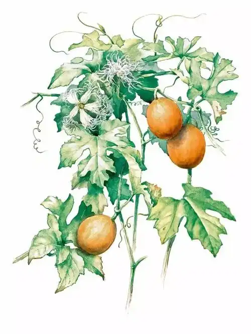 手绘药用植物美图欣赏