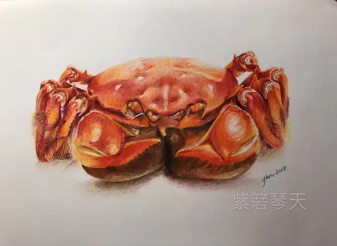 02黄满蟹肥大螃蟹02彩铅