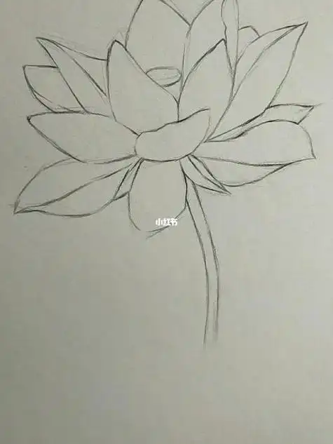 荷花素描图片 荷花素描图片简单画法