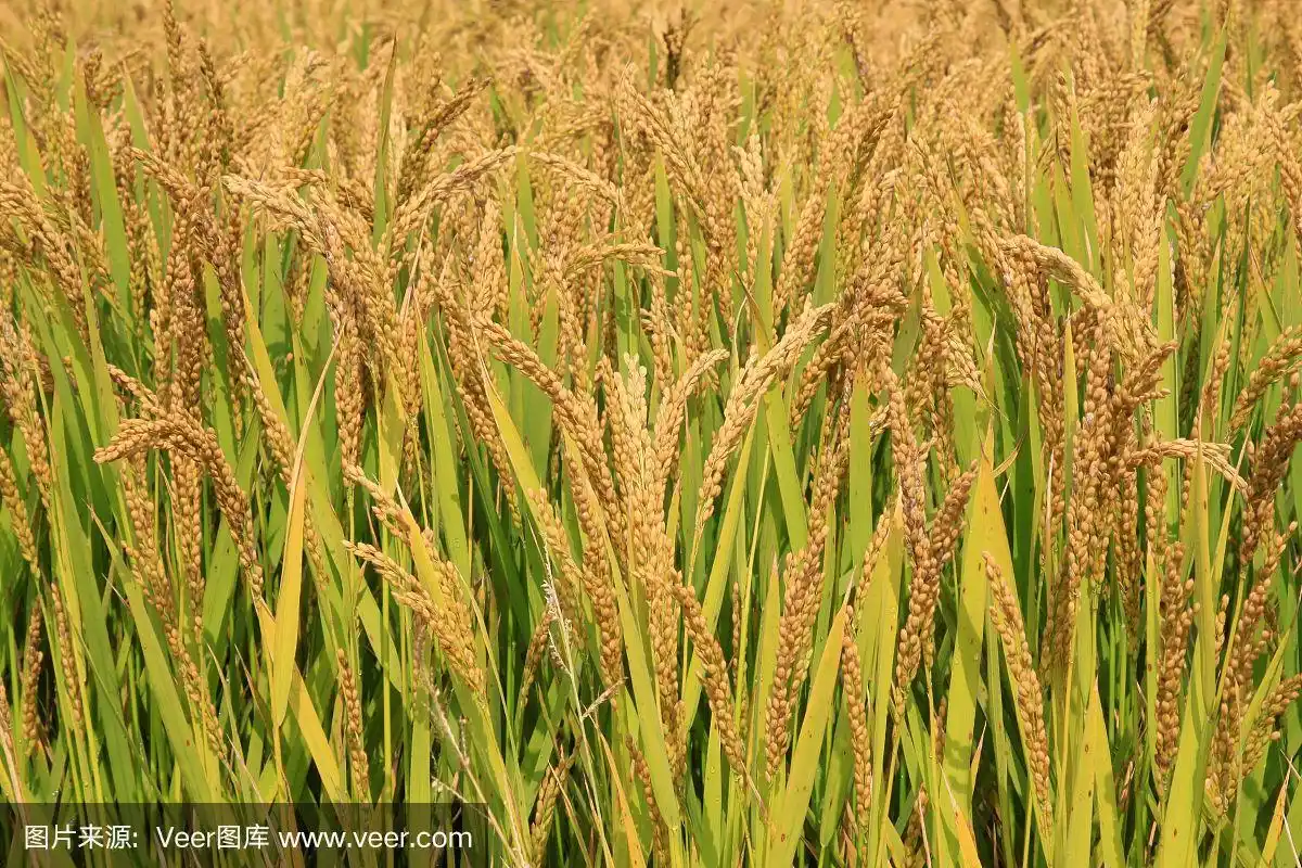 成熟的水稻,特写照片
