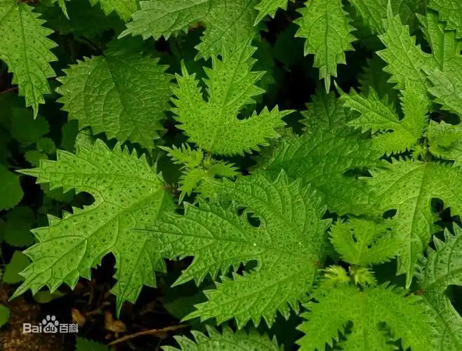 从云南那边见到的.