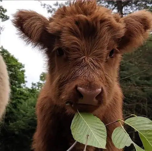 求可爱小牛的图片