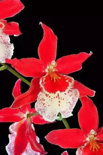 罕见的稀世奇花,送给最爱的朋友,实在太美了