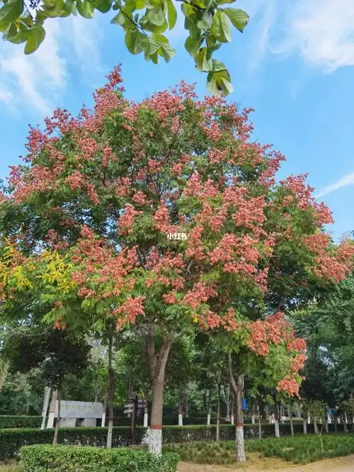 被栾树惊艳的秋天吖