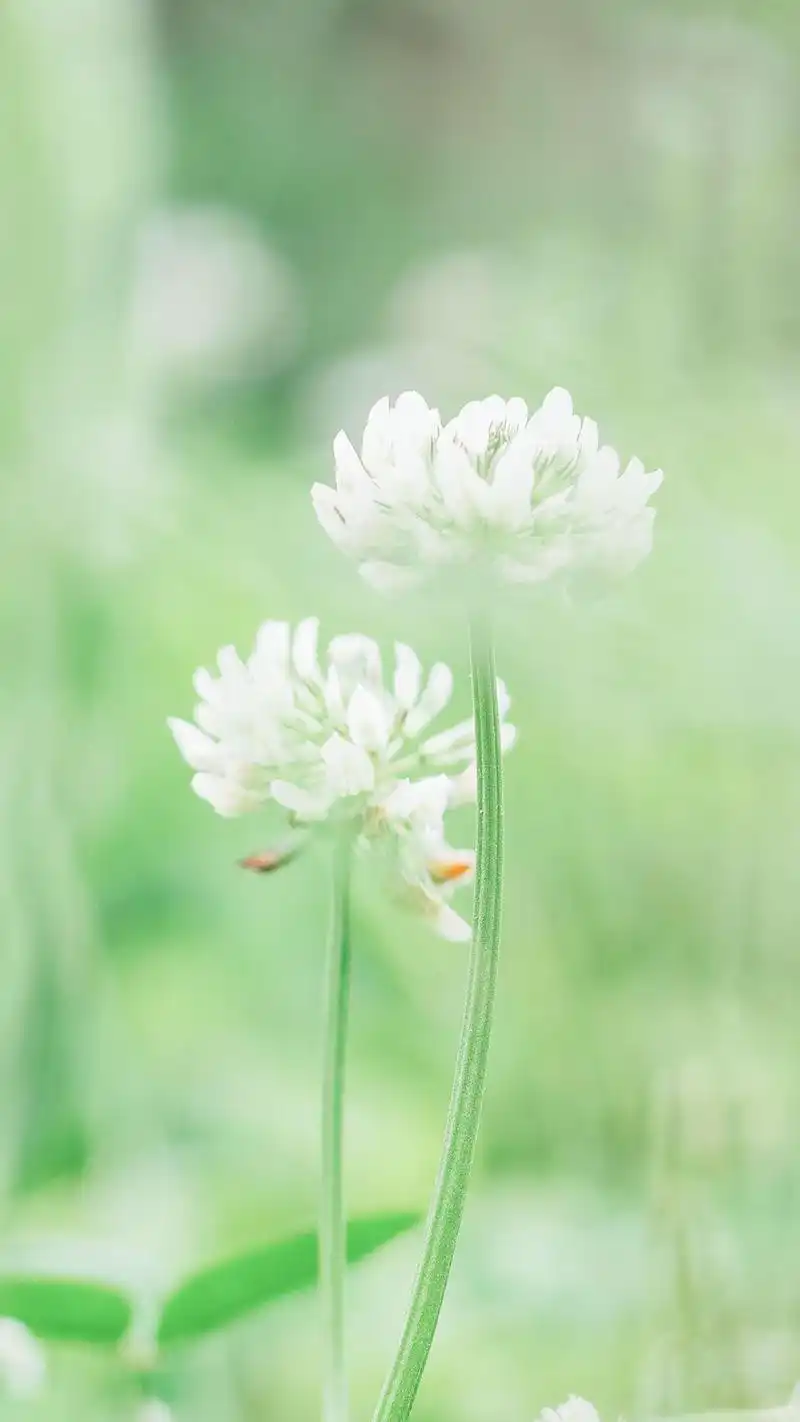 小清新风景植物手机壁纸图片