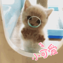 橘猫小可爱gif动图_动态图_表情包下载_soogif