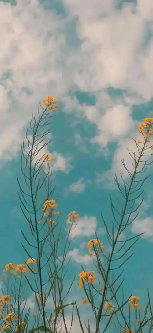 治愈壁纸,岁月不饶人,我亦未曾饶过岁月