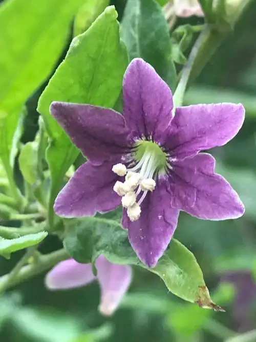 枸杞花开紫英英