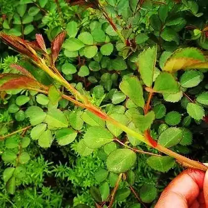 春日图文伙伴计划 乡村这种带刺的茎,您吃过吗?这种植物名叫 - 抖音