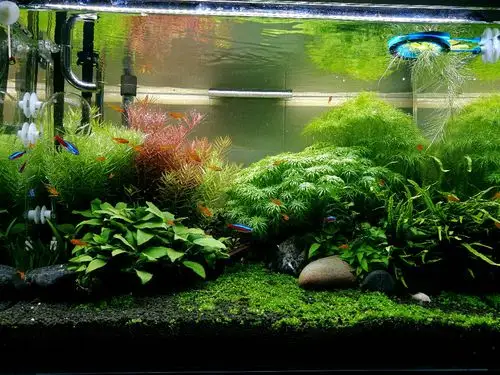 60草缸日记 - 水草造景 - cta南美水族 - powered by discuz!