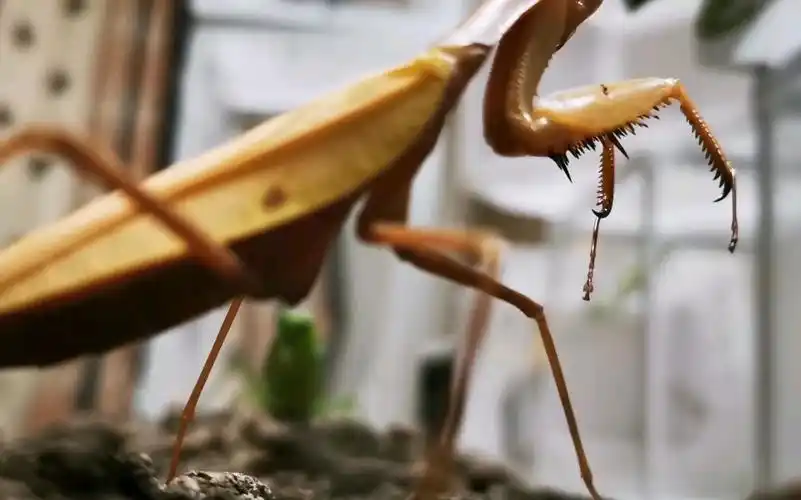 帅爆的黄金斧螳:大战单斑巨斧螳螂