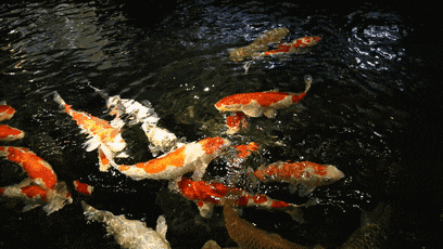 还在紫竹溪里特设了一处戏水抓鱼之地,每天会投放一两万尾小鱼于此