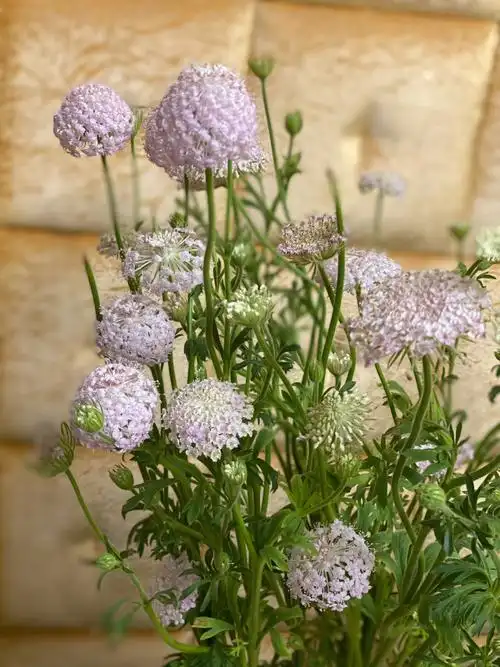 不晚鲜花  #网购鲜花 #翠珠