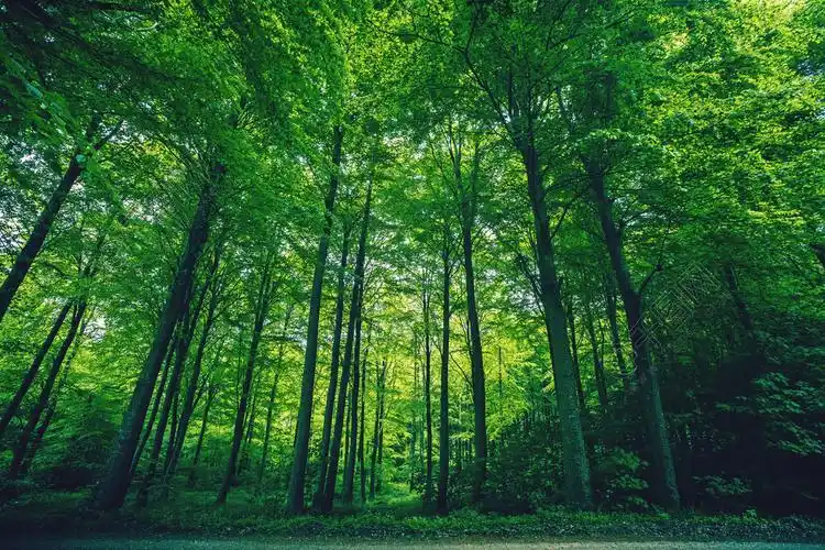 在春天的森林风光中的高大的绿树风景名胜免费下载_jpg格式_4000像素