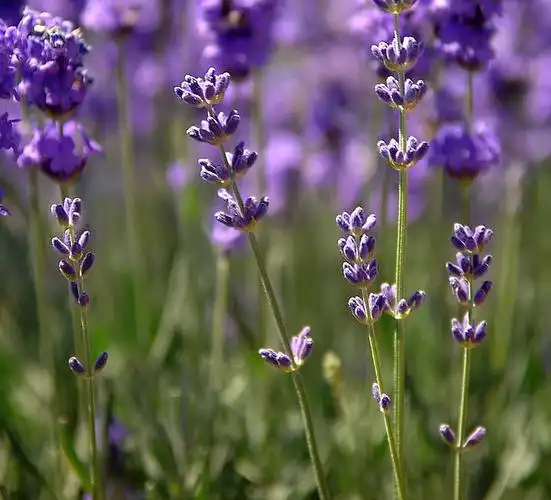 p>宽叶薰衣草(学名: i>lavandula latifolia /i> vih.