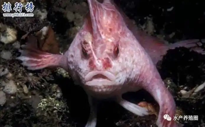 世界十大恐怖怪鱼个个奇特令人惊叹