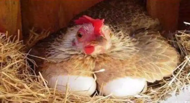 母鸡奇奇孵蛋——一诺学前班创意美术课