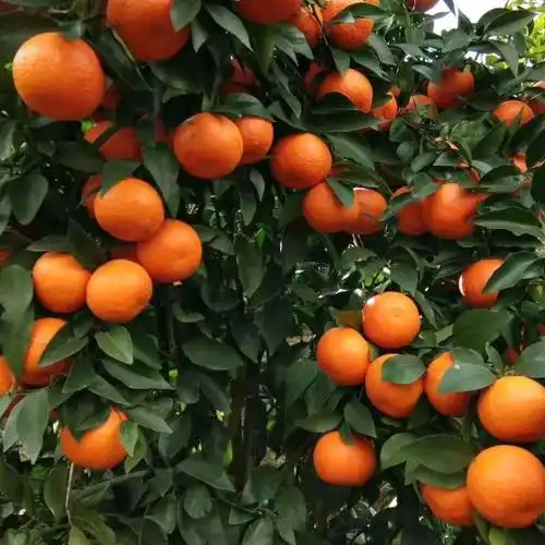 沃柑正宗无核橘子当年结果果树南方种植嫁接果树