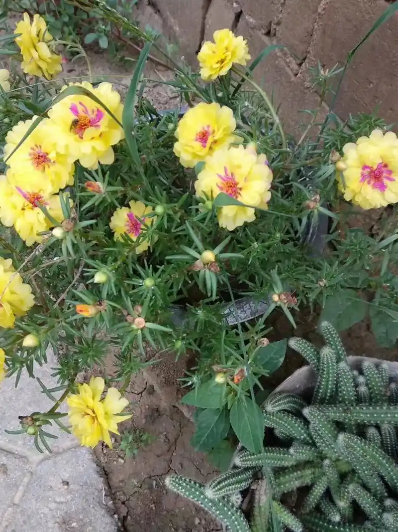 太阳花花语.太阳花代表着沉默的爱,寓意喜欢一个人默默的守护. - 抖音