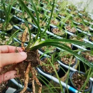 连两苗蕙兰**白心草