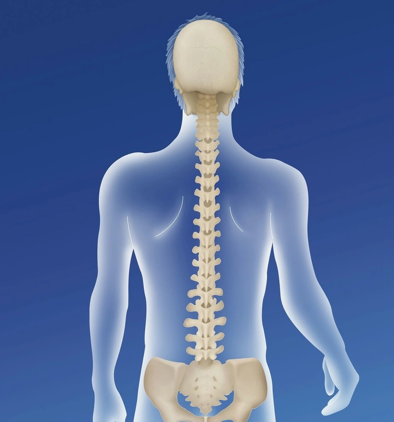 什么是太立极拳的身中正安舒?脊柱和胯不可忽视