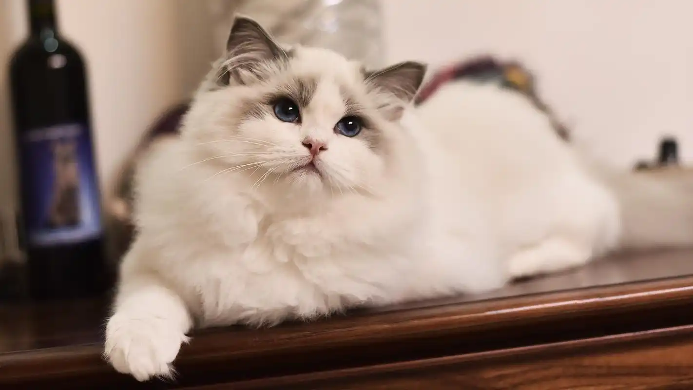 给猫咪洗澡攻略来袭!洗澡再也不是恶战!