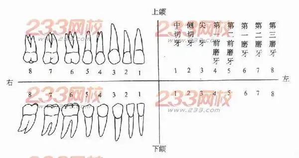 人的牙齿每颗的名称各叫什么