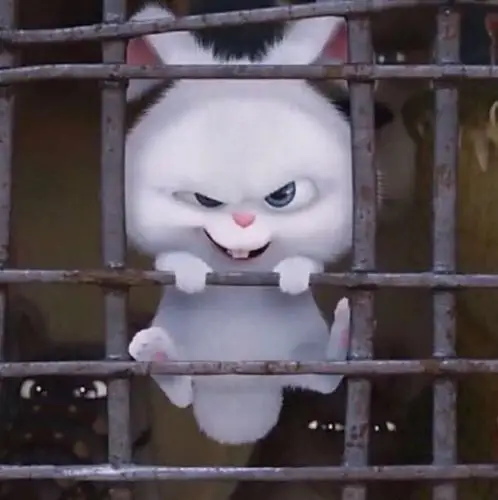 爱宠大机密 萌兔♡ 赵丽颖微博头像-堆糖,美好生活研究所