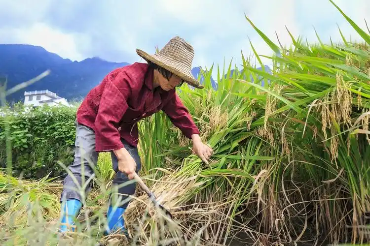 金秋时月,五谷飘香,正是一年收获的季节.