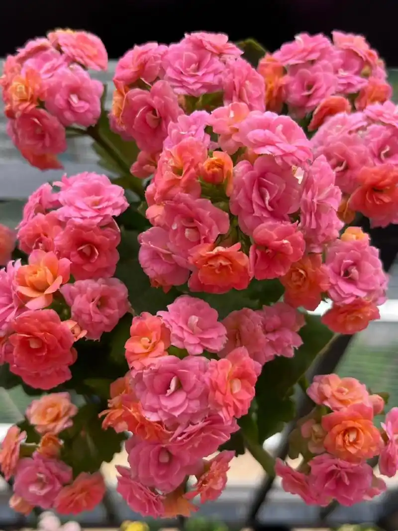 长寿花-大鹏 这颗也开了好久,还是很新鲜的状态耶～比心