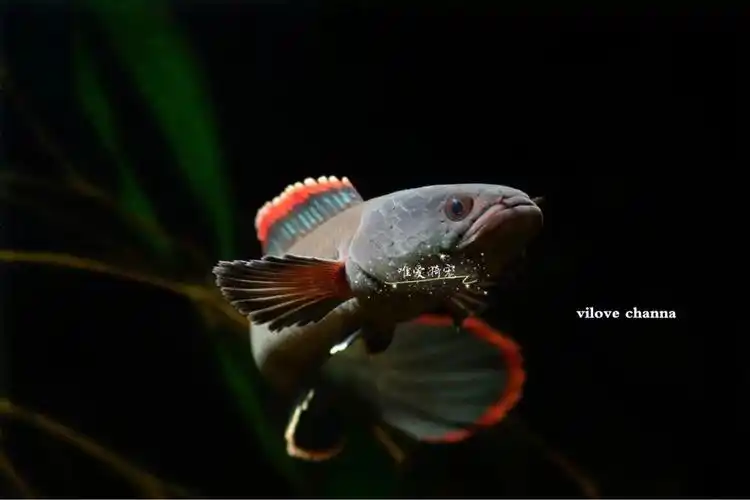 火背雷龙雷龙雷龙鱼蛇头鱼鳢热带鱼观赏鱼
