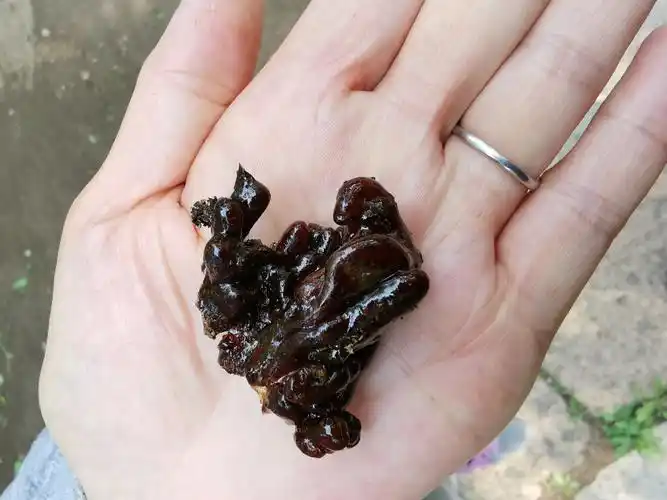 樱桃树的树油子.