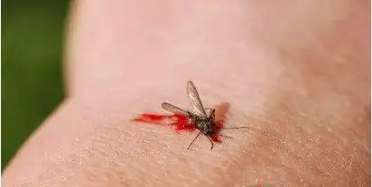 蚊子打死墙上有血怎么处理