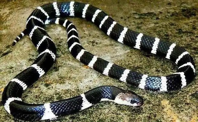 黑白王蛇与银环蛇的区别是什么?二者的生活习性是什么?