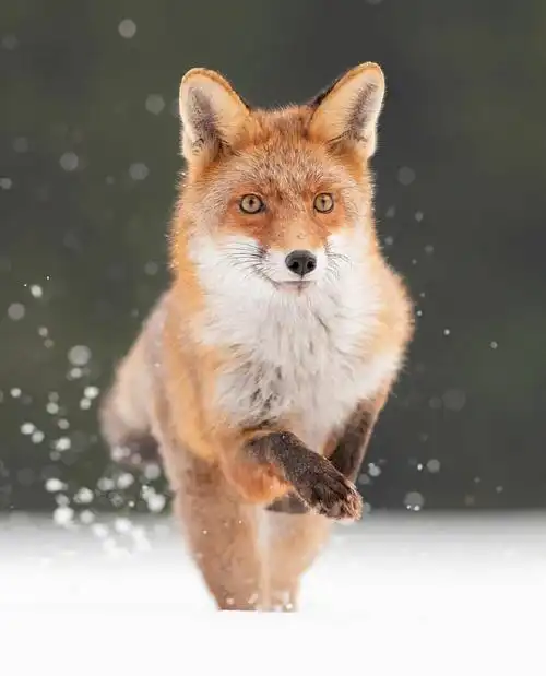 呆萌小狐狸你喜欢哪一张