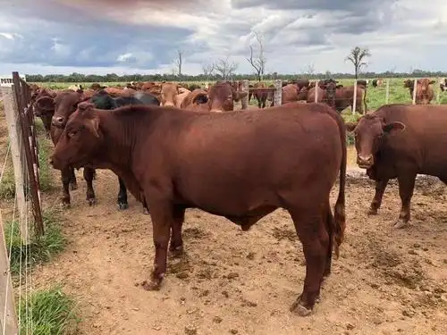 阿根廷红安格斯牛肉,谷饲230-300天.还在忧愁买不到好的牛肉吗?