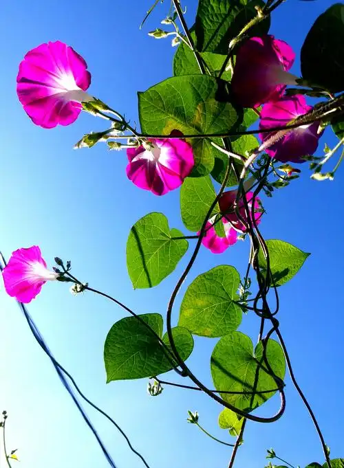 大自然恩赐百花来点缀世界!