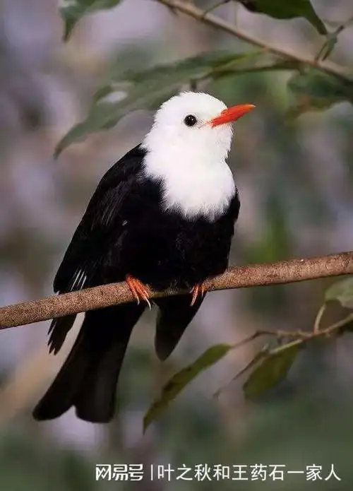 天堂有路天堂鸟,吉祥如意伴君飞