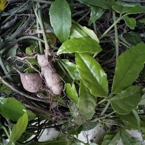 深山新鲜三叶青500g金线吊葫芦野三叶崖爬藤酸尾藤石老鼠蛇附子_双氙