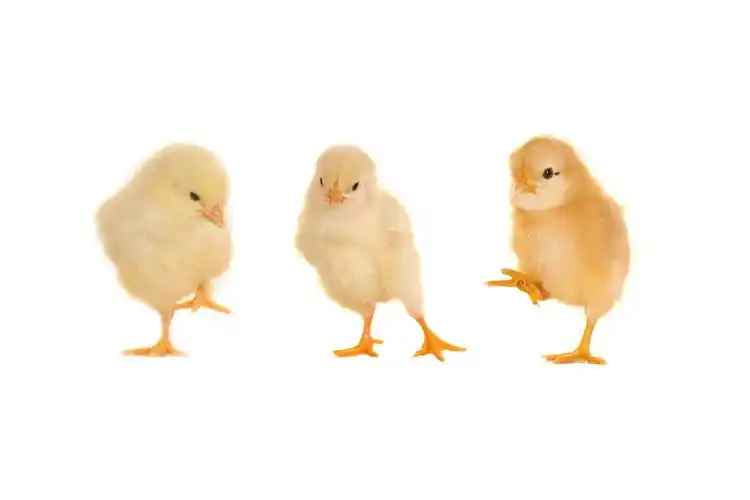 聪明的小鸡素材-聪明的小鸡图片-聪明的小鸡素材图片下载-觅知网