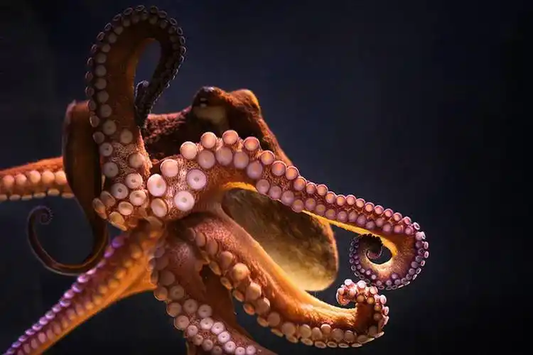 以自杀的方式繁殖,章鱼为啥寿命短(海底霸王)